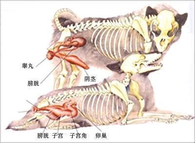 狗的解剖图