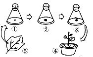 随着科学技术的迅猛发展,植物组织培养技术已进入生产