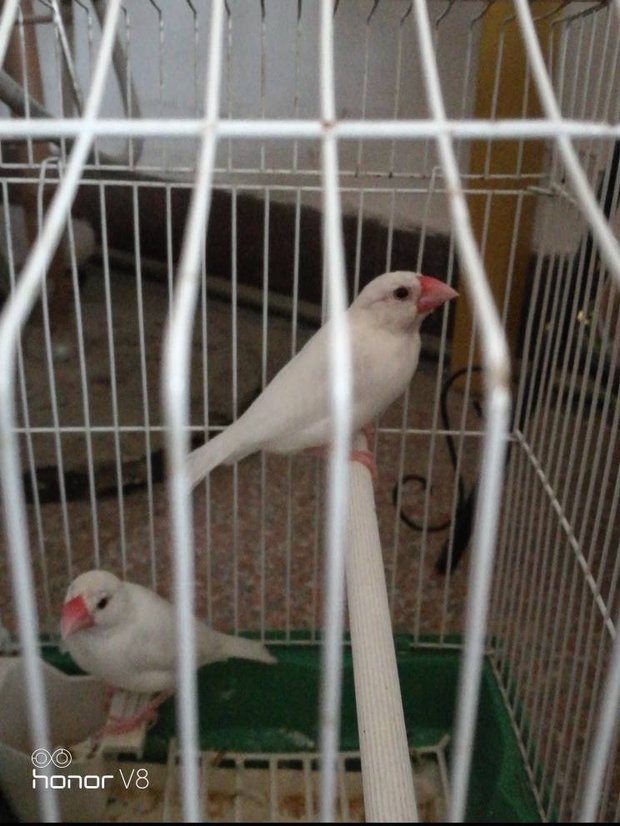 是一公一母吗?