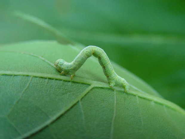 尺蛾的幼虫,尺蠖.虫子前部有足三对,尾部有吸附足两对.