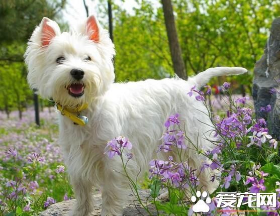 西高地白梗寿命 西高地白梗平均寿命十四岁