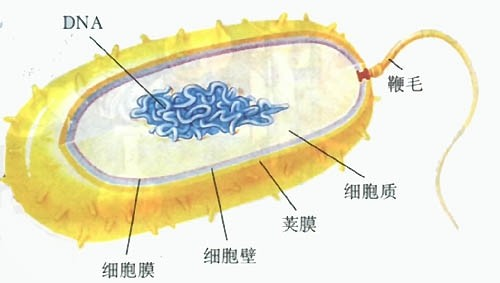 (2)有些细菌具有①是鞭毛,所以能运动.