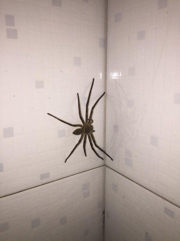 在卫生间发现了一只大蜘蛛,是传说中的白额高脚蛛吗?要不要杀死它?