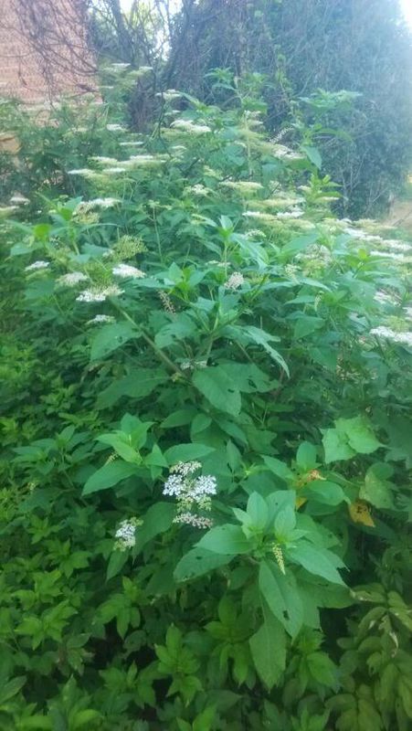 这是什么植物…有知道学名的么…农村很多～开白色小花聚一起很漂亮