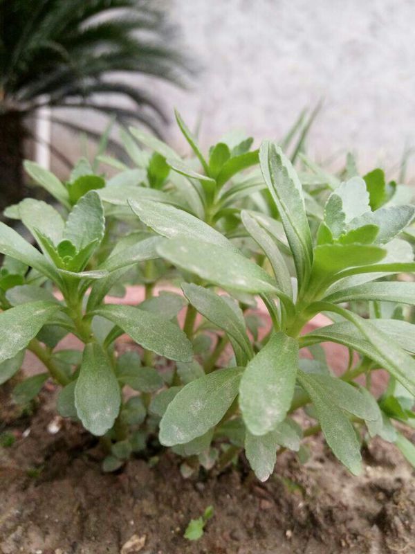 这是什么植物,据说可以搽蚊子咬处消肿