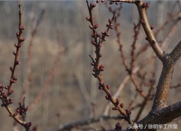 请问这是杏树的花芽吗?