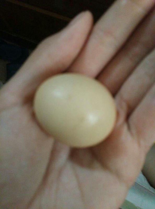这是麻雀生下的蛋吗?如果是请问怎么孵化