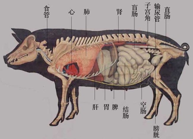 猪内脏解剖器官依次为:食管,心脏,肺,肝脏,胃,脾,肾,结肠,盲肠,空肠