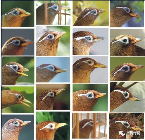 画眉鸟的眉线两边都有志有什么特点?