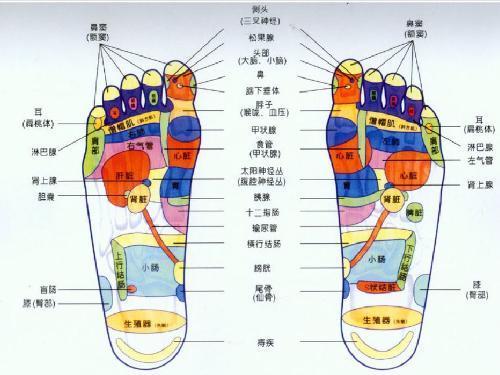 常按摩脚底脑垂体部位可以刺激刺激脑垂体分泌生长激素,可以增高.