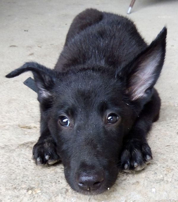 这狗狗是土狗吗(马犬,德牧)