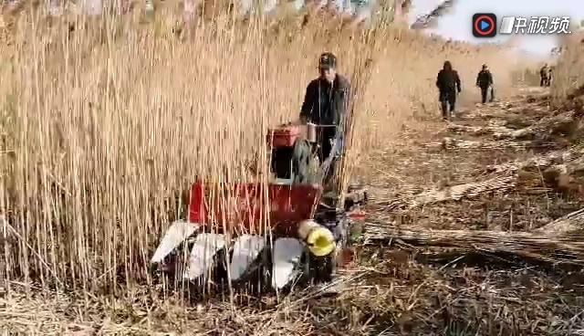 芦苇割捆机收割视频