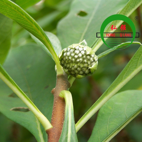 绿萝不开花,绿萝花茶是咋回事