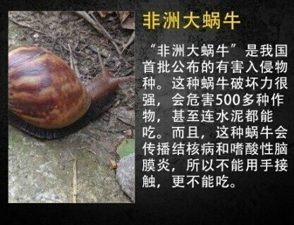 7,非洲大蜗牛会传播结核病