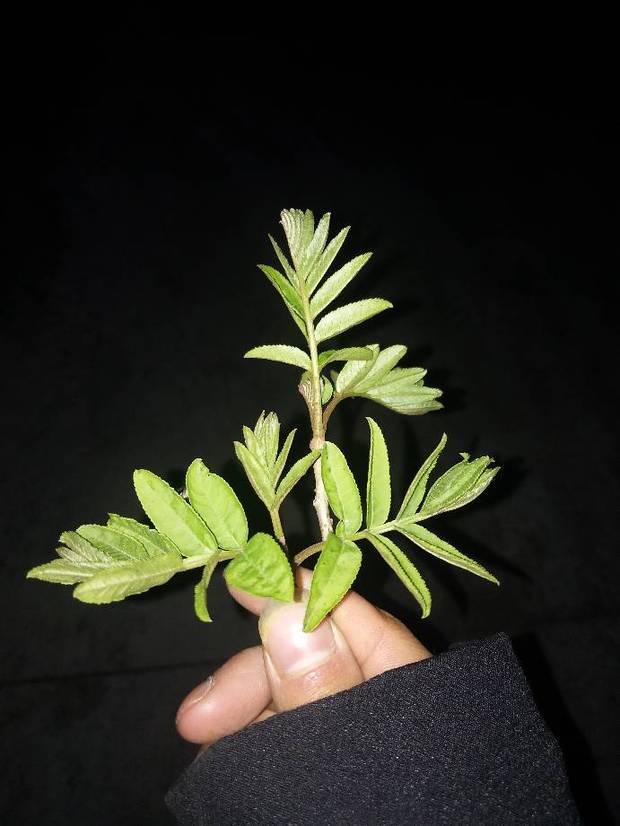然后一串的吊着,也比较招虫,一般都是大青毛毛虫,也有洋辣子爱吃
