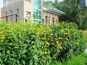 北方一种根茎植物"洋姜"学名叫什么