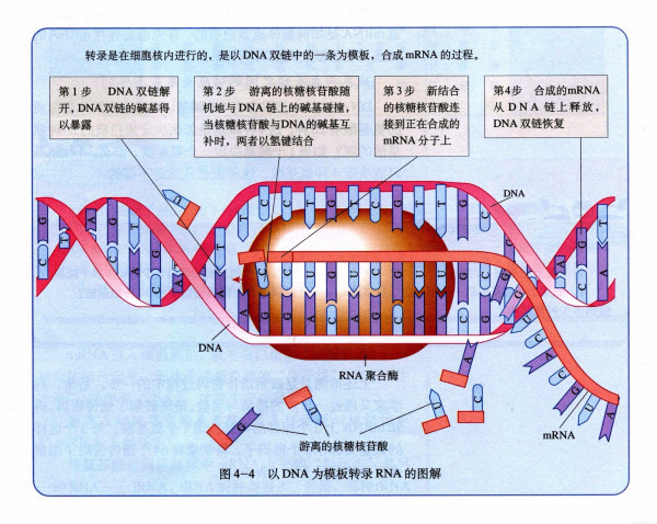 转录(transcription)是遗传信息从dna流向rna的过程.