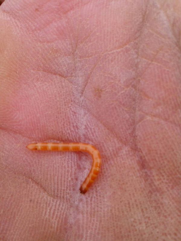 样子像普通的肉虫子,但其身体却有着很硬的表面,因此也被叫作铁丝虫