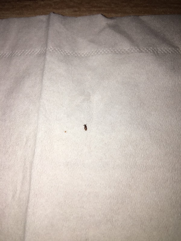 请问蟑螂的刚出生的多少毫米,3天能够长多大,3天颜色会有变化吗,请问