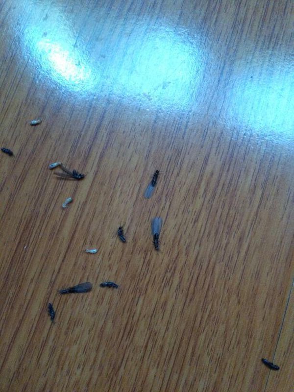 最近家里总会出现这种黑虫子 请问是什么虫子