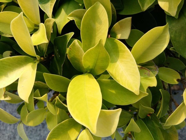 很常见的一种植物?