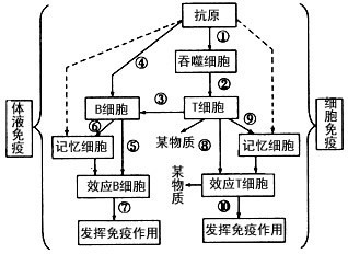 下图表示人体内特异性免疫的过程,图中数字分别代表相应的生理活动,试