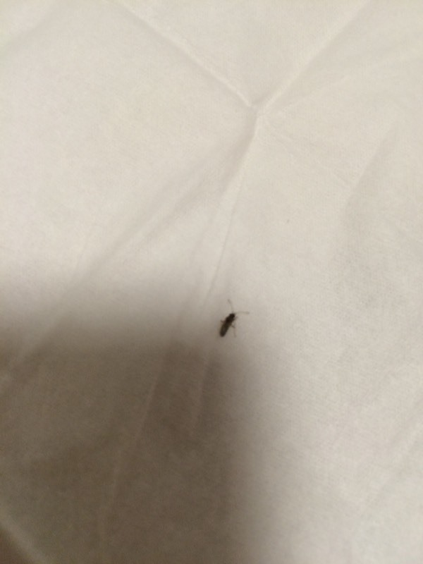 这是不是小蟑螂?夜间出没.非常小,2毫米左右,翅膀是透明的.