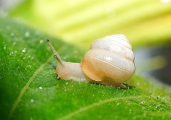 蜗牛是如何繁殖的?