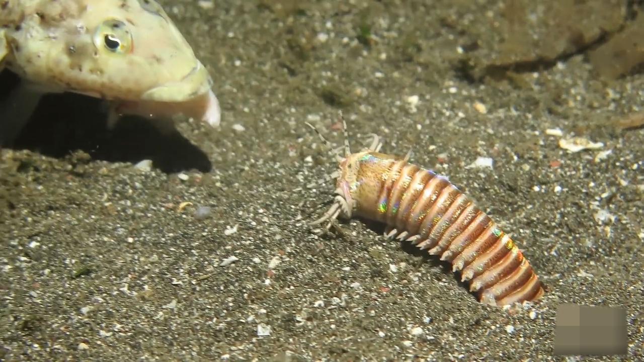 大 海深处的恐怖生物博比特虫,捕食大鱼只需一瞬间