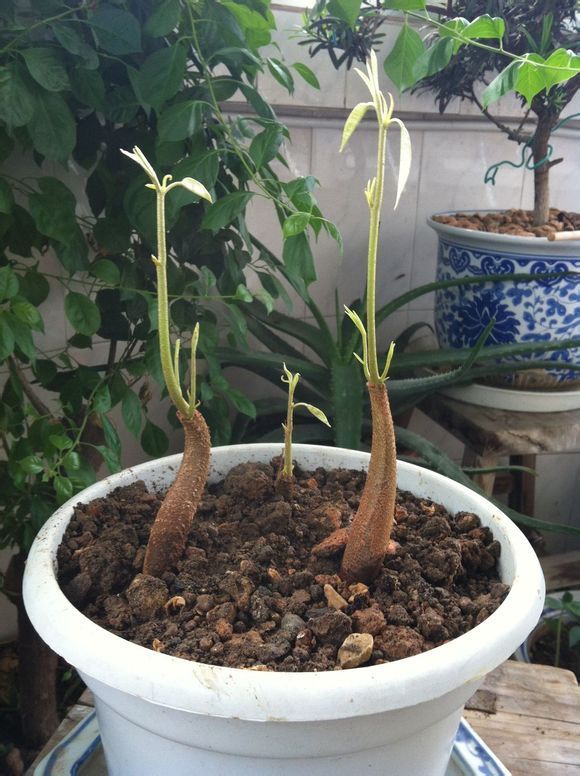 榴莲籽能种小盆栽吗