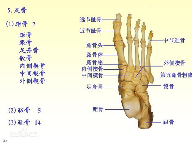 足趾骨少一节