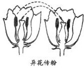 植物传粉的方式一般有两种类型:______和异花传粉