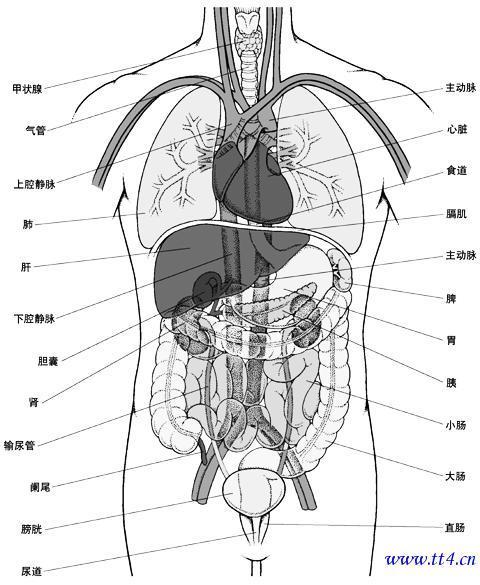 人体器官图构造,只要告诉我胃,肾什么的基本器官在什么地方就好