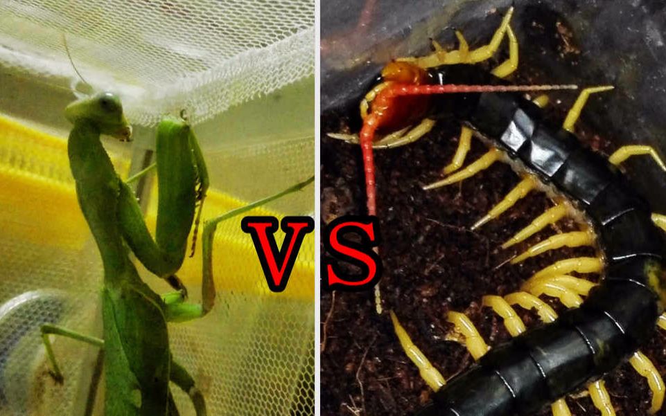 螳螂妈妈vs超大蜈蚣,为了宝宝也是拼了老命