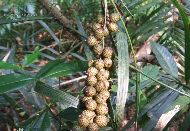 和油度区分, 例如元宝菩提子,金蟾菩提子,浅色金蝉菩提子