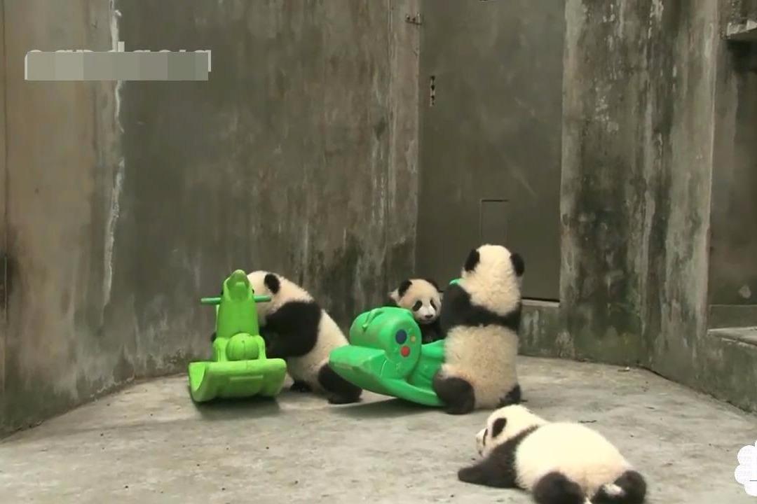 视频:你想要的熊猫又跑来了,骑木马,撒娇,会逗得你哈哈哈