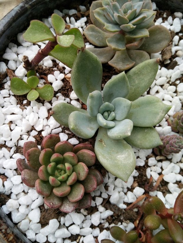多肉叶片上有白色斑点是怎么回事?