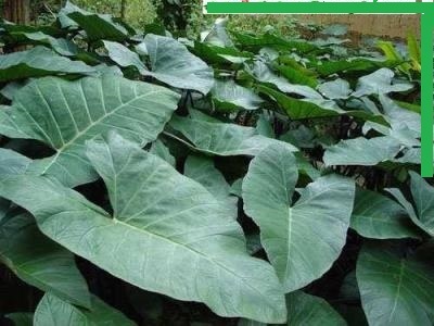 科芋属植物野芋【别名】老芋,野芋艿,野芋头,红芋荷,野芋荷,野山芋,土
