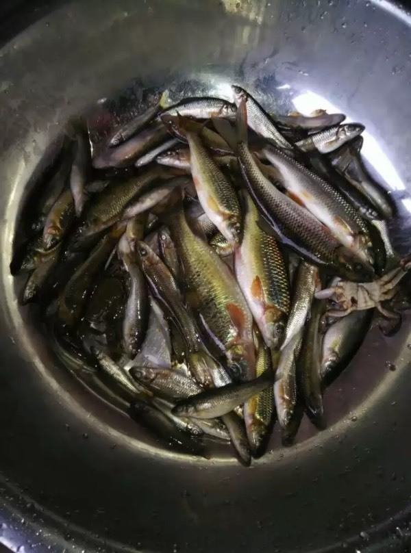 这是什么鱼?湖南邵阳山区小河里的鱼 对水质要求很高