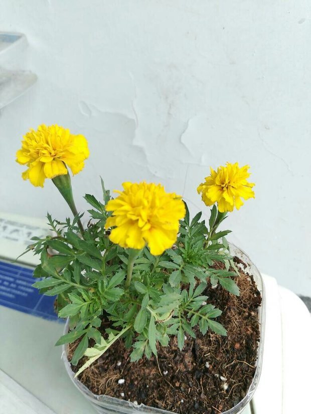 这是什么菊花?学名是什么,花好小,我种了却不知道叫什么.你知道吗?
