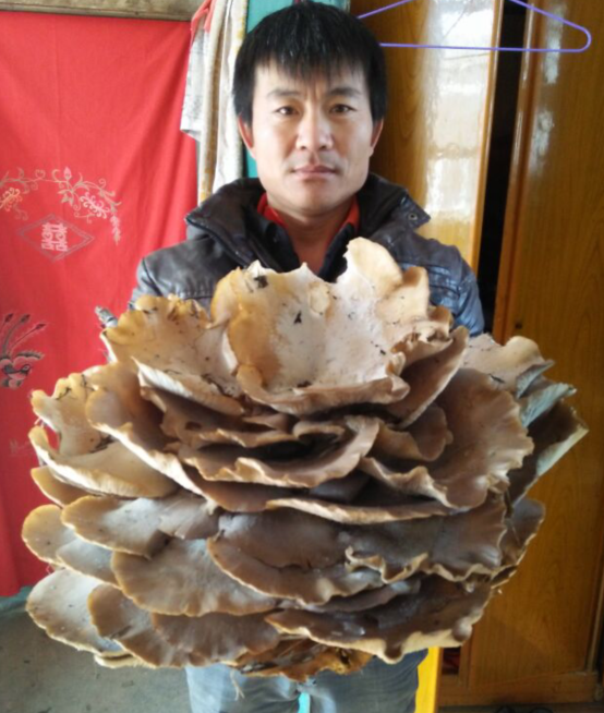 谁知道这是啥蘑菇 野生的 是否有毒能吃吗