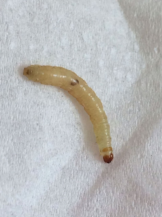 这种白色蠕虫是什么虫?有高人专家指点不?