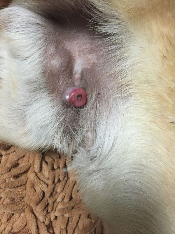 狗狗生殖器上长了个很硬红色的肉瘤.不知是什么东东.求大神解答.