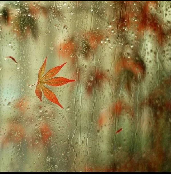 秋雨:秋天的雨更像一盒五彩缤纷的颜料,黄了银杏,红了枫叶,别具一格带