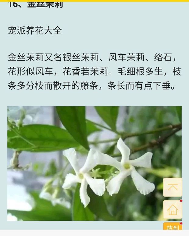 金丝茉莉的花有黄色的吗?