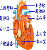 从心脏壁的厚度来看,心室壁比心房壁______,左心室壁比右心室壁