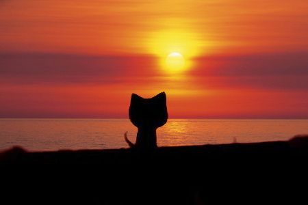 求猫咪眺望远方的背影图 背景是夕阳下的大海 有高手给ps也可