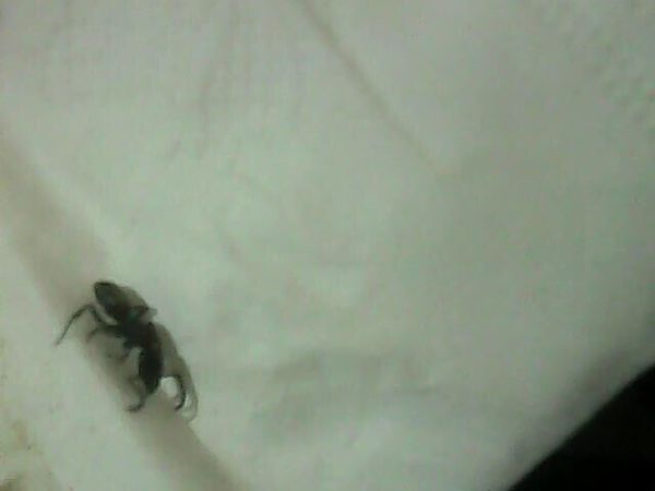 家里有黑色的会飞的硬壳小虫,像蚂蚁一样,咬了过后针扎一样疼