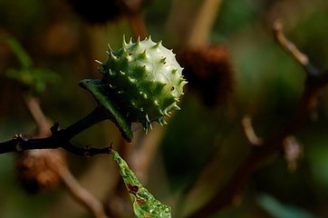 曼陀罗叶子能治哮喘病吗