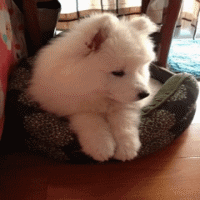 帮我把这个动态图片制作成qq动态头像!40帧以内!